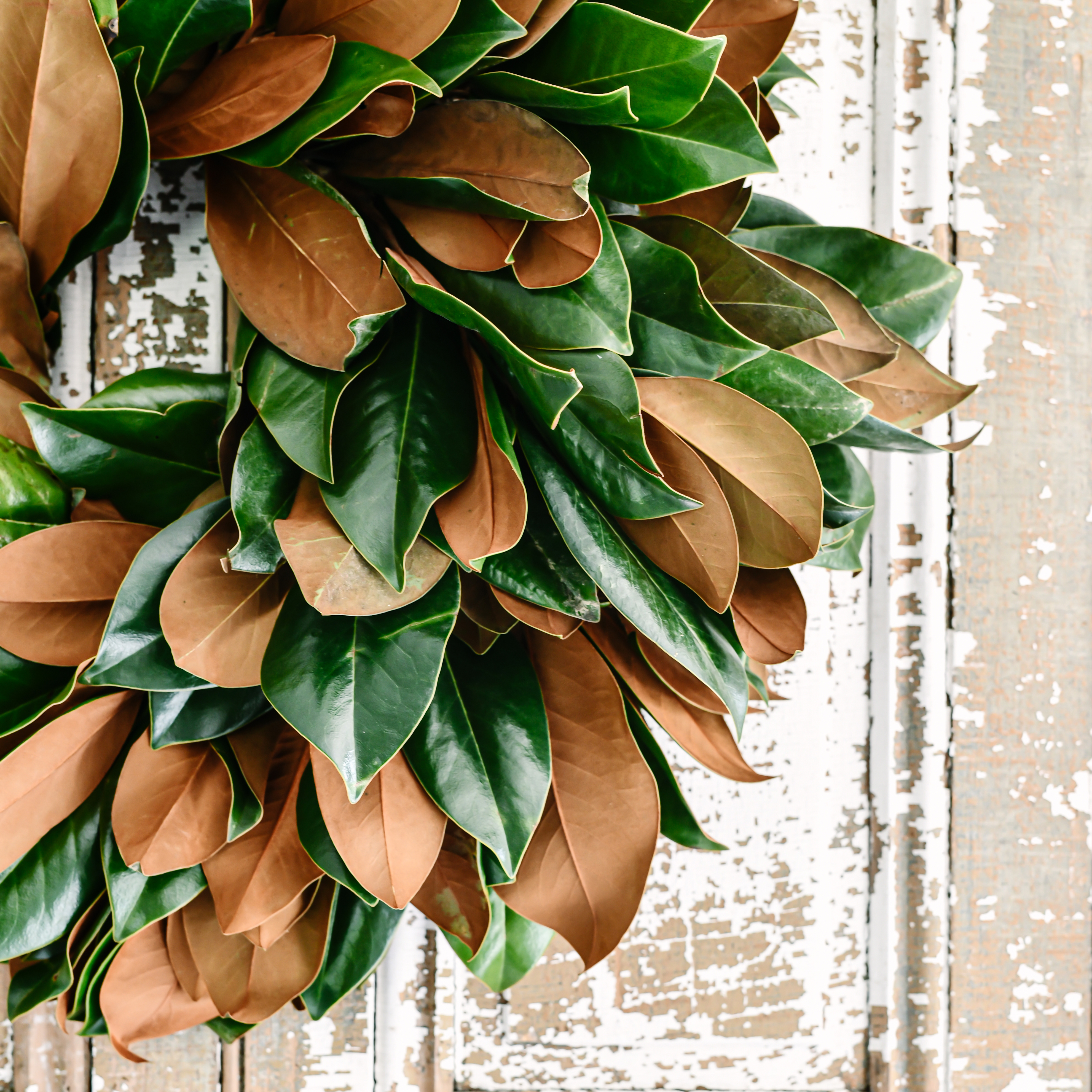 decorating-with-magnolias