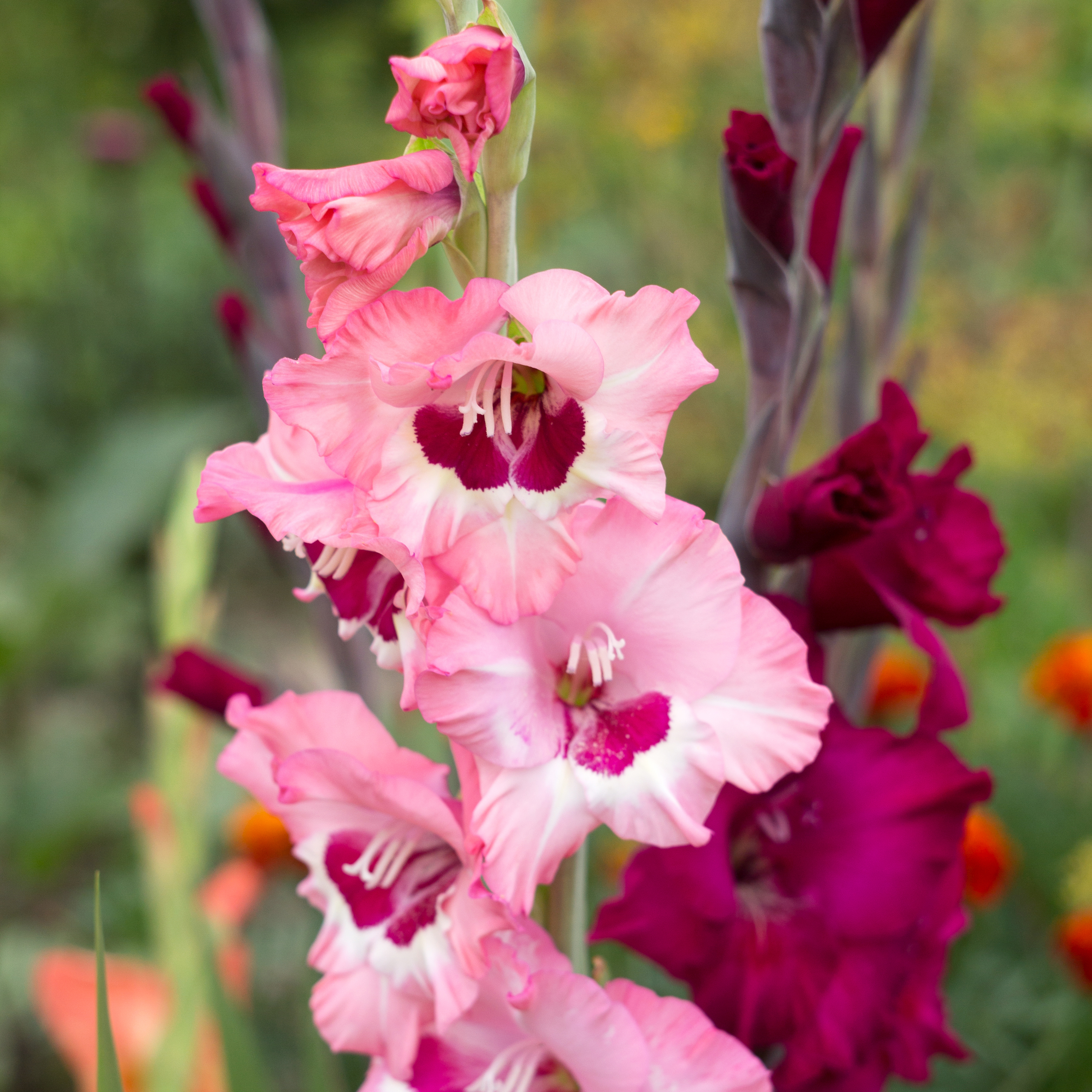 august-birth-flower-gladiolus